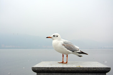 A white larus ridibundus retract its head standing on the platform in cloudy day