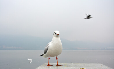 a white larus ridibundus show its belly stand on the platform in cloudy day