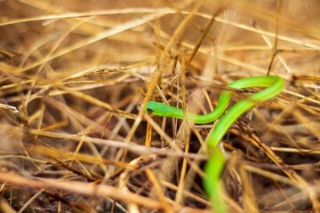 green grass snake