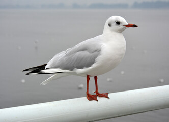 A cute white larus ridibundus standing on the handrail in cloudy day