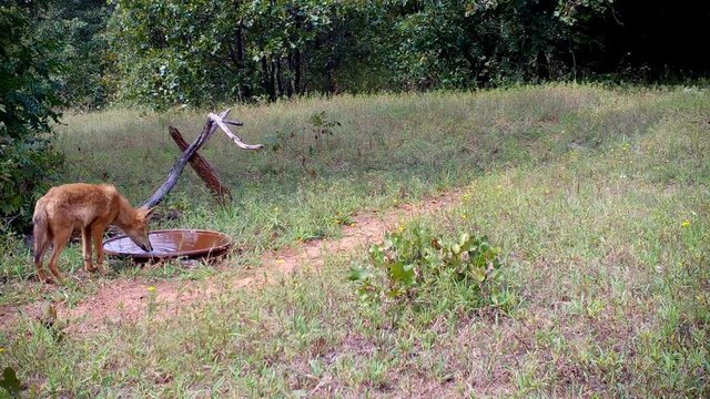 Young, scrawny coyote puppy drinking water, and then walking off and checking out a patch of grass; in a small opening in the woods, in early fall