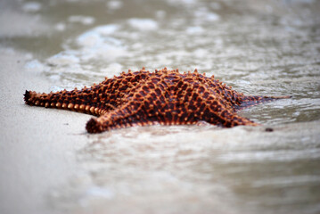 Starfish on the caribbean beach