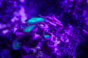 Green satellite coral pieces in saltwater aquarium