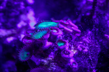 Green satellite coral pieces in saltwater aquarium