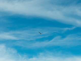 Aves en vuelo en el cielo