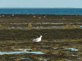 Gaviotas buscando comida en la marea baja