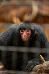 Obraz premium Red-faced spider monkey