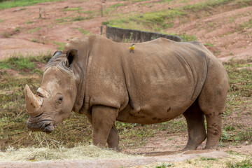 Naklejka premium A white rhino on field
