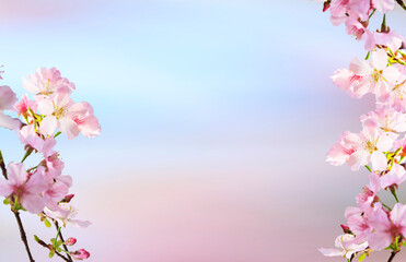 Fototapeta na wymiar Spring banner, branches of blossoming cherry against background of blue sky