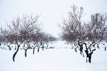 Rows of fruit trees covered by a snowfall.