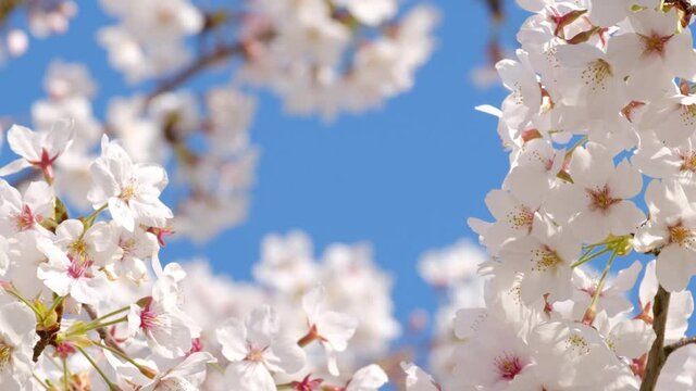桜の花　ソメイヨシノ　ズームアウト
