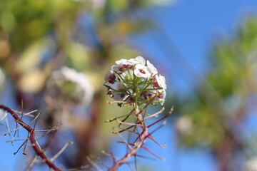 Budding under the sun