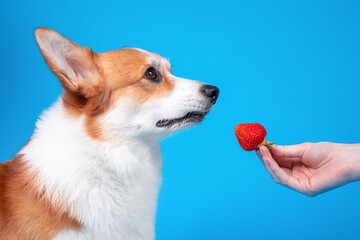 Owner gives juicy ripe strawberry to cute welsh corgi pembroke to eat on blue background, copy space for advertising text. Harmful, allergic food for pets