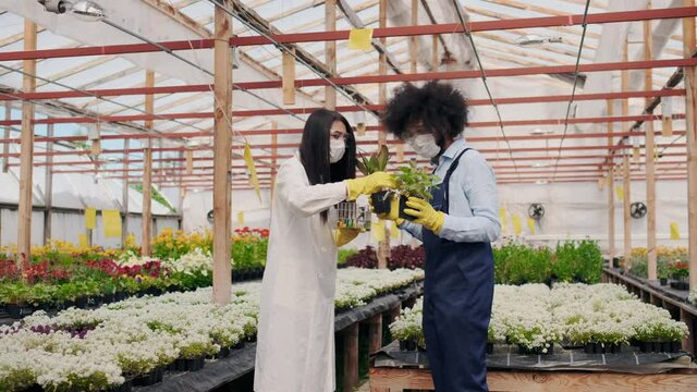 Female Biochemists in Greenhouse Wearing White Medicine Robe and Latin American Male Agronomist. Multi-racial Workers in Hothouse. Cultivating Control, Bio hazard Protection.