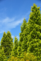 Obraz premium コニファーと青空