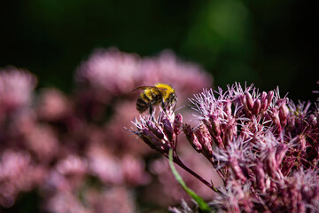 bee on a flower