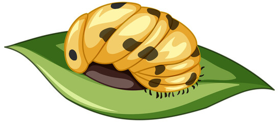 A ladybug (Pupa stage) on white background