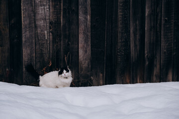 street fluffy white cat with black ears and tail walks on street in the snow