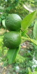 lime on a branch