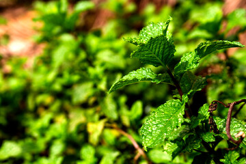 Boldo plant on green background
