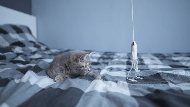 Thoroughbred purebred baby cat Scottish straight gray with stripes color cheerfully and actively plays with toy at home on bed. Funny kitten of British breed frolics, hunts playing with toy on string