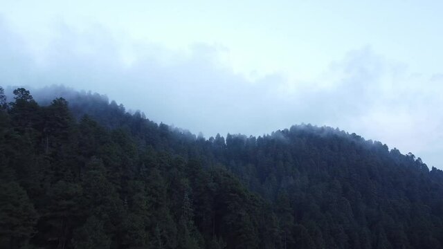 Bosque templado del Estado de M&eacute;xico 