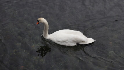 Cigno sul lago di Como Italia
