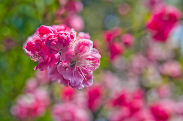 Close up of plum blossoms in springtime in Japan.