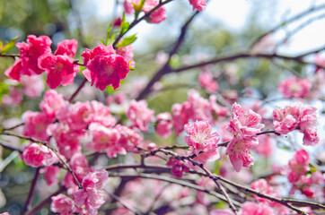 Fototapeta na wymiar Close up of plum blossoms in springtime in Japan.