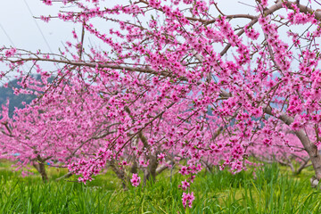 Close up shot of springtime peach tree blossoms in Japan.