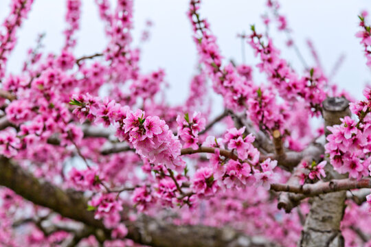 Close up shot of springtime peach tree blossoms in Japan.