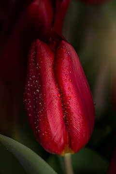 Red tulip close up 