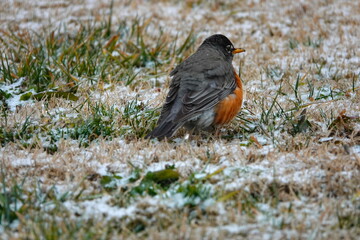 bird on the ground