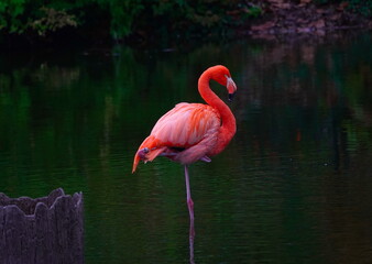 flamingo