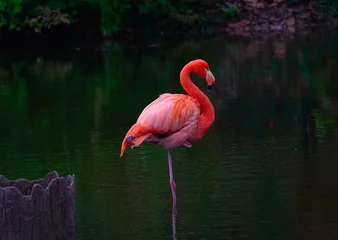 Fotobehang flamingo © james