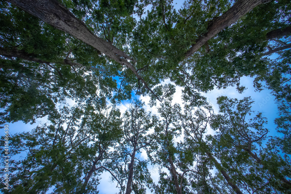 Wall mural trees in the forest