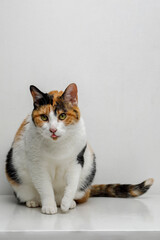 Gato Calicó sacando la lengua por que comió algo rico.  Gato domestico