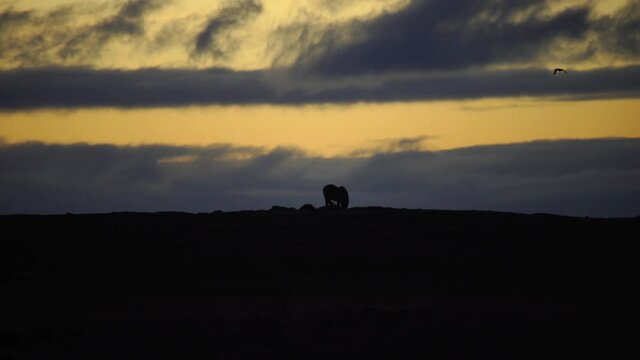 Bird flying over horse silhouette on horizon sunrise Iceland