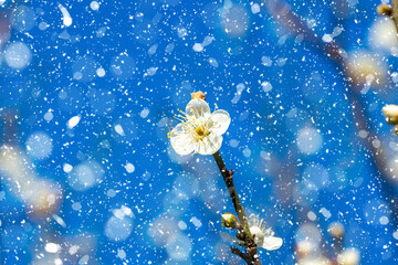 Snow plum blossom in winter