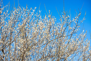 Snow plum blossom in winter