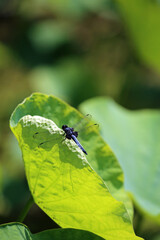 冬の岡山後楽園