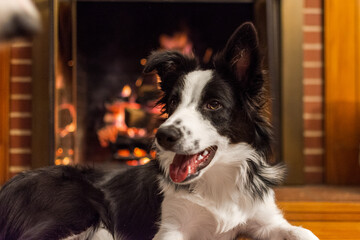 dog by fireplace