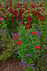 Detail of a flower border with Amaranthus caudatus, Love lies bleeding and Zinnias