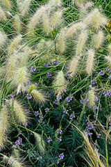Garden flower border with ornamental grass Pennisetum villosum