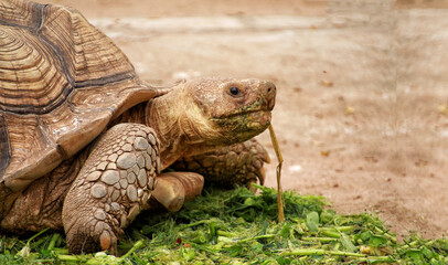 Fototapeta premium giant turtles in tropical park. Animal portrait of a beautiful giant tortoise