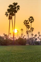 Rice field with sugar palm Sunset in pathum thani , Thailand