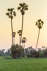 Rice field with sugar palm Sunset in pathum thani , Thailand