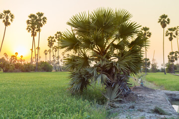 Rice field with sugar palm Sunset in pathum thani , Thailand