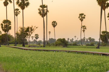 Rice field with sugar palm Sunset in pathum thani , Thailand
