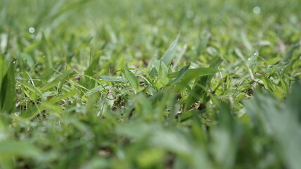 Green grass on natural blur background